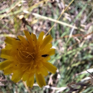 Diptera (order) at Franklin Grassland (FRA_5) - 4 Mar 2024