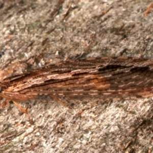 Stenosmylus stenopterus at Mount Ainslie - 22 Mar 2024 04:58 PM