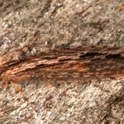 Stenosmylus stenopterus (An Osmylid Lacewing) at Mount Ainslie - 22 Mar 2024 by jb2602