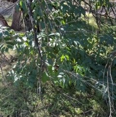 Fraxinus sp. at Aranda Bushland - 25 Mar 2024