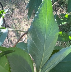 Fraxinus sp. at Aranda, ACT - 25 Mar 2024