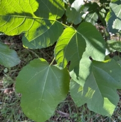 Ficus carica (Fig) at Aranda, ACT - 25 Mar 2024 by lbradley