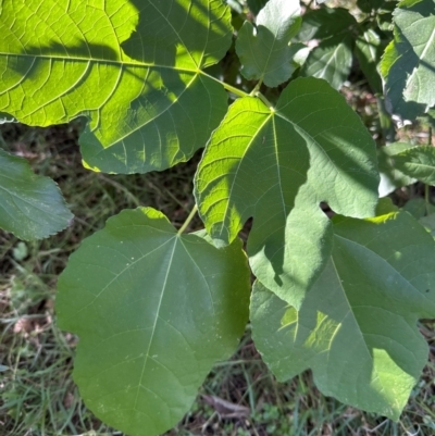 Ficus carica (Fig) at Aranda, ACT - 25 Mar 2024 by lbradley