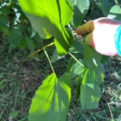 Ficus carica at Aranda, ACT - 25 Mar 2024 03:54 PM