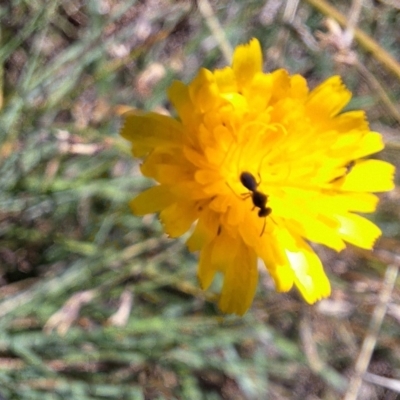 Halictidae (family) at Harrison, ACT - 4 Mar 2024 by JenniM