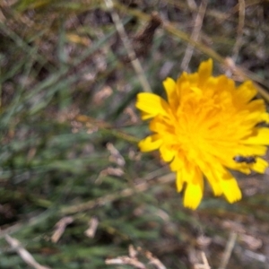 Halictidae (family) at Franklin Grassland (FRA_5) - 4 Mar 2024