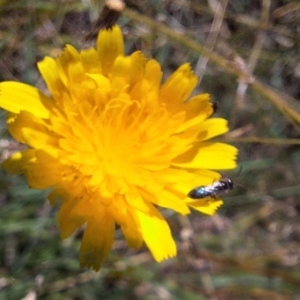 Halictidae (family) at Franklin Grassland (FRA_5) - 4 Mar 2024