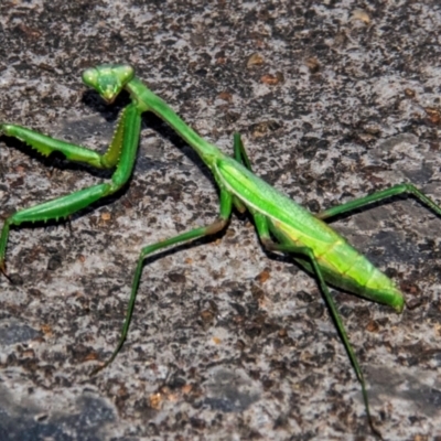 Pseudomantis albofimbriata (False garden mantis) at Drouin, VIC - 18 Mar 2024 by Petesteamer