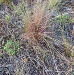 Austrostipa scabra (Corkscrew Grass, Slender Speargrass) at The Fair, Watson - 20 Mar 2024 by waltraud