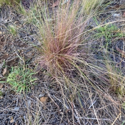 Austrostipa scabra (Corkscrew Grass, Slender Speargrass) at Mount Majura - 20 Mar 2024 by waltraud