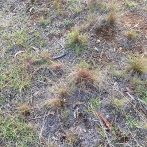 Austrostipa scabra at The Fair, Watson - 20 Mar 2024 07:04 PM