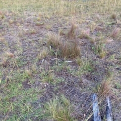 Austrostipa scabra (Corkscrew Grass, Slender Speargrass) at Mount Majura - 24 Mar 2024 by waltraud