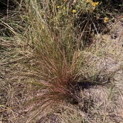 Austrostipa scabra (Corkscrew Grass, Slender Speargrass) at The Fair, Watson - 25 Mar 2024 by waltraud