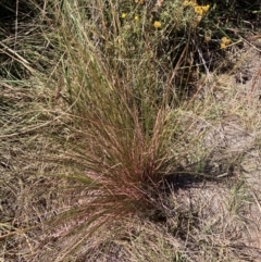 Austrostipa scabra (Corkscrew Grass, Slender Speargrass) at Mount Majura - 25 Mar 2024 by waltraud