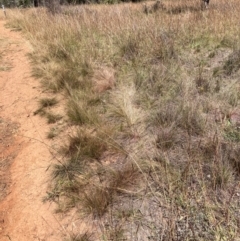 Austrostipa scabra at Mount Majura - 25 Mar 2024