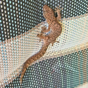 Christinus marmoratus at Banks, ACT - suppressed