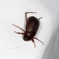 Sericesthis nigrolineata (Dusky pasture scarab) at Higgins, ACT - 10 Jan 2024 by AlisonMilton