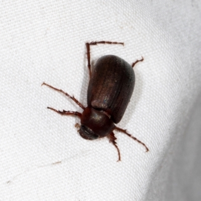 Sericesthis nigrolineata (Dusky pasture scarab) at Higgins, ACT - 10 Jan 2024 by AlisonMilton