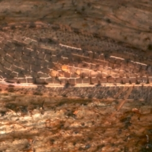 Stenosmylus tenuis at Mount Ainslie - 22 Mar 2024