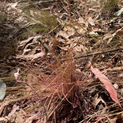 Austrostipa scabra (Corkscrew Grass, Slender Speargrass) at Mount Majura - 25 Mar 2024 by waltraud