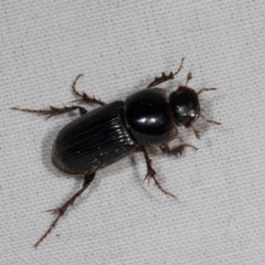 Acrossidius tasmaniae (Black-headed pasture cockchafer) at Higgins, ACT - 11 Jan 2024 by AlisonMilton