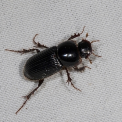 Acrossidius tasmaniae (Black-headed pasture cockchafer) at Higgins, ACT - 10 Jan 2024 by AlisonMilton