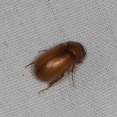 Sericesthis sp. (genus) at Higgins, ACT - 11 Jan 2024 by AlisonMilton
