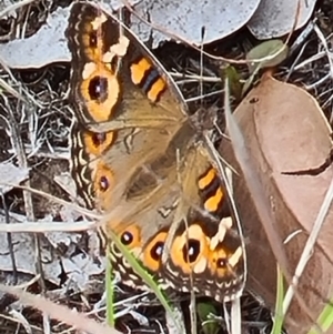 Junonia villida at Little Taylor Grassland (LTG) - 23 Mar 2024