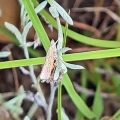 Culladia cuneiferellus (Crambinae moth) at Little Taylor Grassland (LTG) - 23 Mar 2024 by galah681