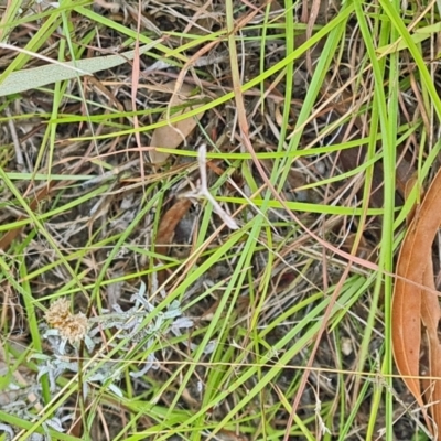 Pterophoridae (family) (A Plume Moth) at Little Taylor Grasslands - 23 Mar 2024 by galah681