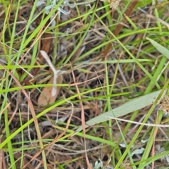 Pterophoridae (family) at Little Taylor Grassland (LTG) - 23 Mar 2024