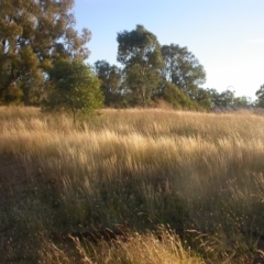 Austrostipa scabra (Corkscrew Grass, Slender Speargrass) at Watson, ACT - 8 Dec 2020 by waltraud