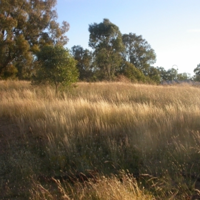 Austrostipa scabra (Corkscrew Grass, Slender Speargrass) at Watson, ACT - 8 Dec 2020 by waltraud