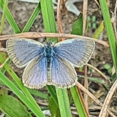 Zizina otis (Common Grass-Blue) at Kambah, ACT - 23 Mar 2024 by galah681