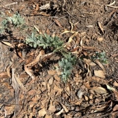 Acacia baileyana (Cootamundra Wattle, Golden Mimosa) at Aranda, ACT - 25 Mar 2024 by lbradley