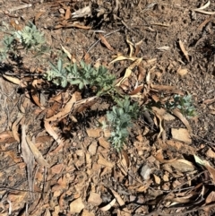 Acacia baileyana (Cootamundra Wattle, Golden Mimosa) at Aranda Bushland - 25 Mar 2024 by lbradley