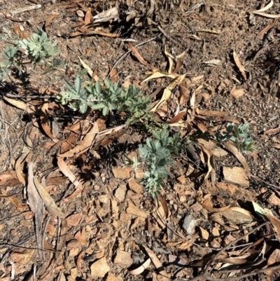 Acacia baileyana (Cootamundra Wattle, Golden Mimosa) at Aranda Bushland - 25 Mar 2024 by lbradley