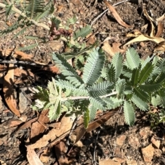 Acacia baileyana at Aranda, ACT - 25 Mar 2024