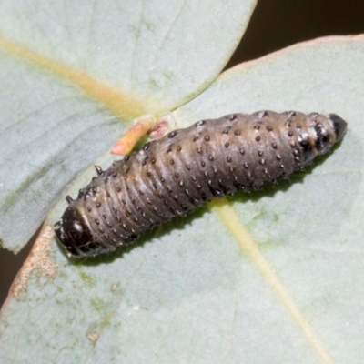 Paropsini sp. (tribe) (Unidentified paropsine leaf beetle) at Smithton, TAS - 10 Feb 2024 by AlisonMilton