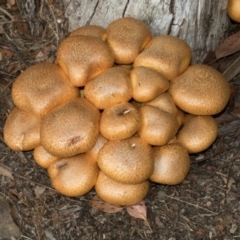 Gymnopilus junonius (Spectacular Rustgill) at Smithton, TAS - 10 Feb 2024 by AlisonMilton