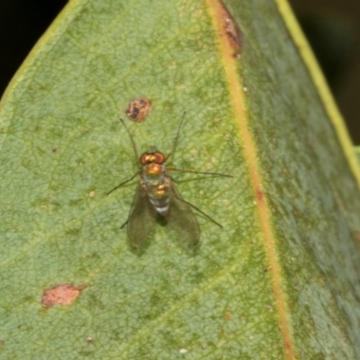 Unidentified Long-legged Fly (Dolichopodidae) at Smithton, TAS - 10 Feb 2024 by AlisonMilton