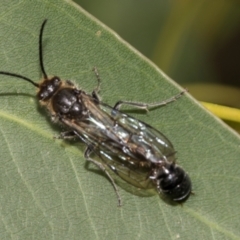 Thynnidae (Family) (Thynnid flower wasps) at Smithton, TAS - 10 Feb 2024 by AlisonMilton