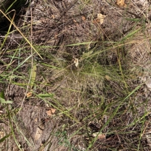 Nassella trichotoma at Mount Majura - 25 Mar 2024 01:45 PM