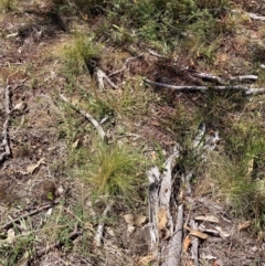 Nassella trichotoma at Mount Majura - 25 Mar 2024