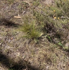 Nassella trichotoma at Mount Majura - 25 Mar 2024 01:45 PM