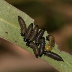 Paropsini sp. (tribe) (Unidentified paropsine leaf beetle) at Smithton, TAS - 10 Feb 2024 by AlisonMilton
