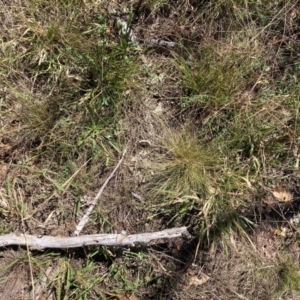 Nassella trichotoma at Mount Majura - 25 Mar 2024