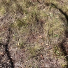 Nassella trichotoma at Mount Majura - 25 Mar 2024