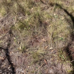 Nassella trichotoma at Mount Majura - 25 Mar 2024 01:45 PM