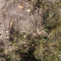 Nassella trichotoma at Mount Majura - 25 Mar 2024 01:45 PM